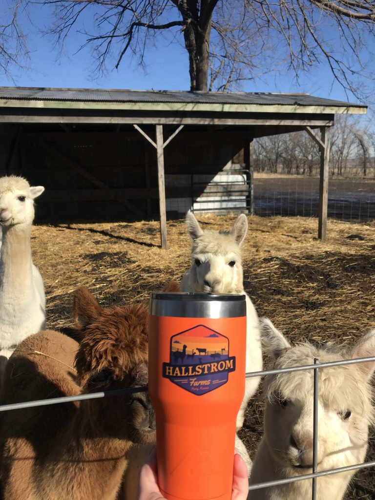 Hallstrom Farms logo on cup with alpacas in the background