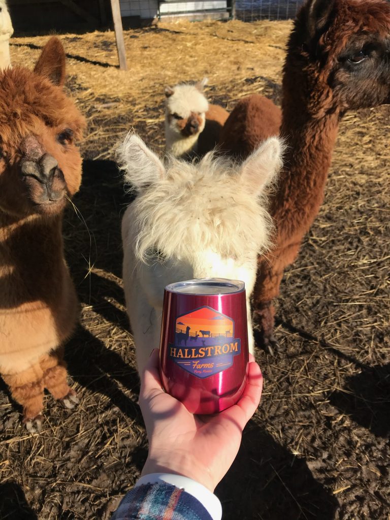 Hallstrom Farms logo on wine mug with alpaca in the background